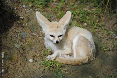 schöner Fennekfuchs im Zoo 