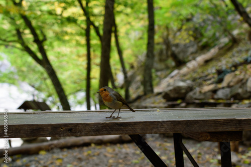 bird on the table