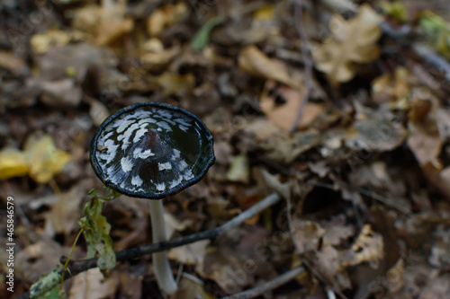mushroom in the forest
