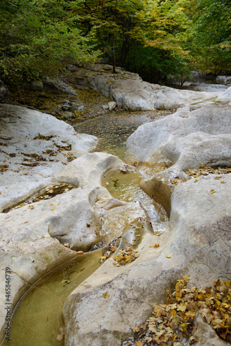 small river in the forest