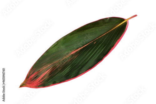 Green tropical leaf of cordyline fruticosa isolated at white background. photo