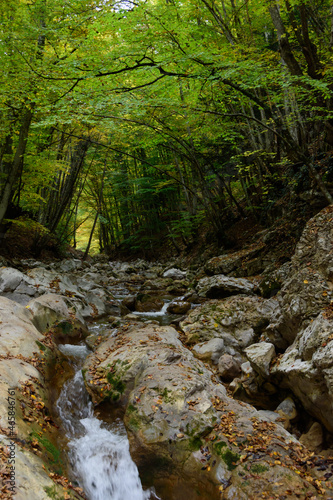 stream in the forest