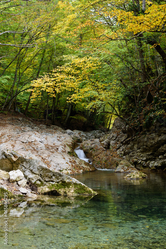 river in the forest
