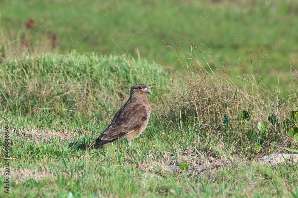 Beautiful bird of prey inn on the grass Beautiful bird of prey inn on the grass