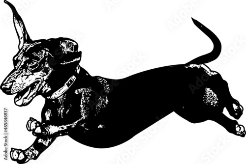 dachshund running sketch illustration - vector