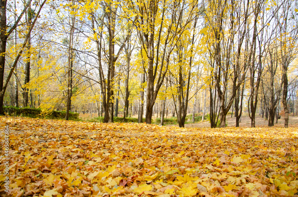 Path between trees with yellow leaves in city park with copy space. Warm autumn day in park with yellow trees on background of blue sky. Autumn forest. Path between trees with yellow leaves in city park with copy space. Warm autumn day in park with yellow trees on background of blue sky. Autumn forest.