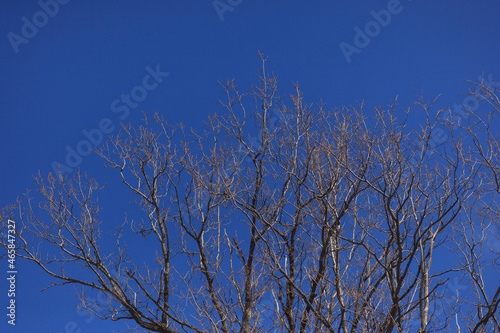 Trees against blue sky. Tree branches without leaves are in forest, copy place. 