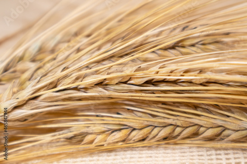 Gold dry wheat ears close-up on sackcloth background. Agriculture cereals crops seeds spikes, harvest from summer field