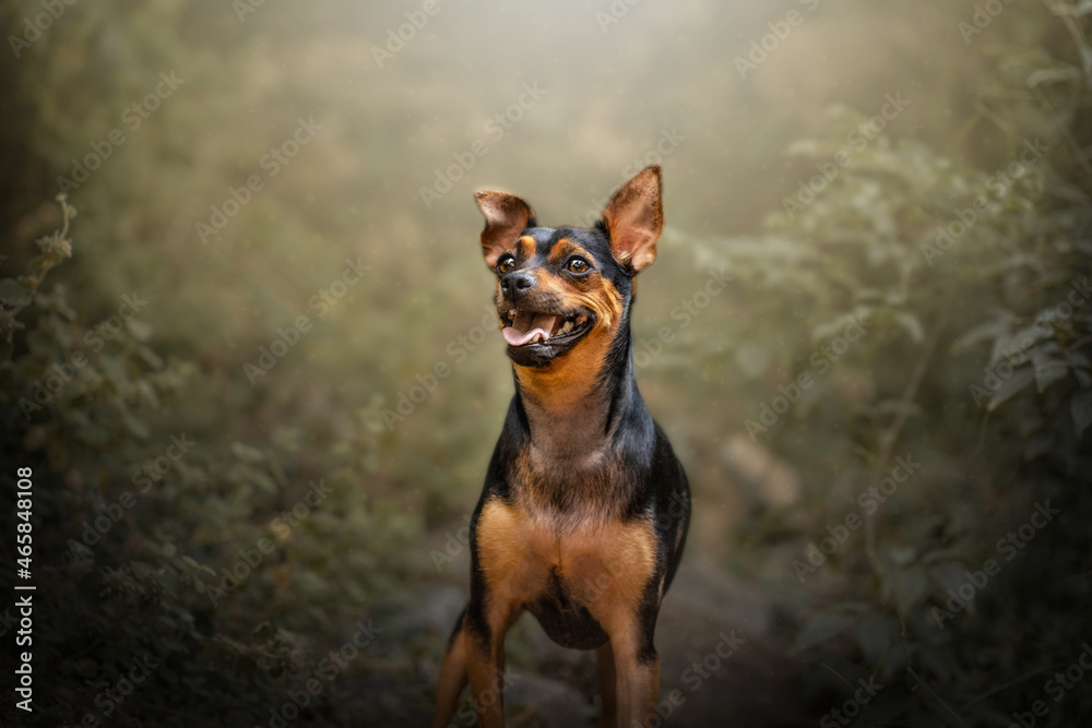 Perro en el bosque Perro en el bosque