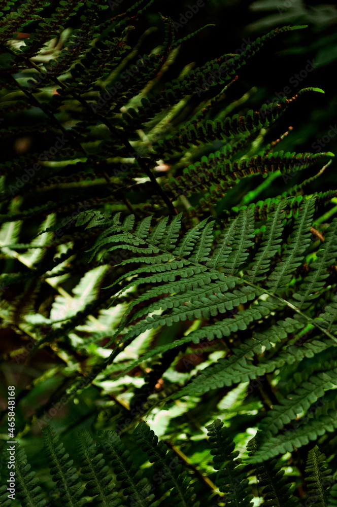 fern leaves in the forest