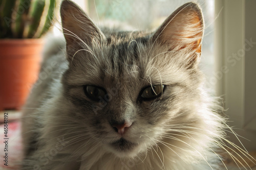 portrait of a gray cat with big eyes