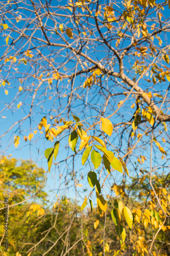 Autumn colors in the caatinga forest, tree with yellow leaves and blue sky background - Oeiras, Piaui state, Brazil