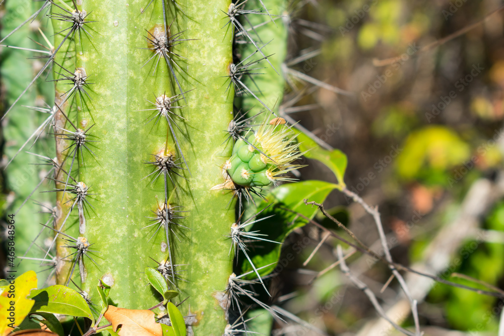 Fototapeta premium Close up of a mandacaru cactus (Cereus jamacaru) with a growing pup (offshoot) in the caatinga forest - Oeiras, Piaui state, Brazil