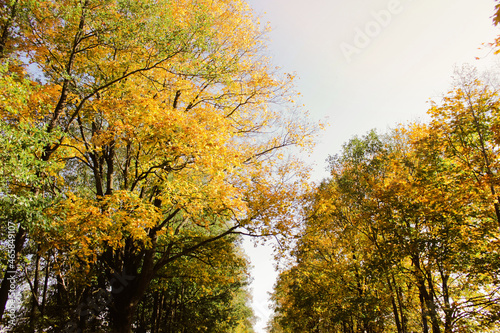 View from below on bright yellow leaves and a black network of branches of two maples and one oak against the blue sky on a sunny day in autumn near St. Petersburg