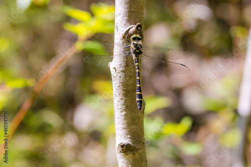 Sombre Goldenring (Cordulegaster bidentata) resting on a tree stem