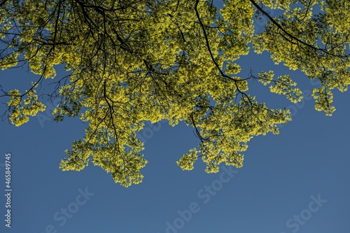 leaves on blue sky (ID: 465849745)