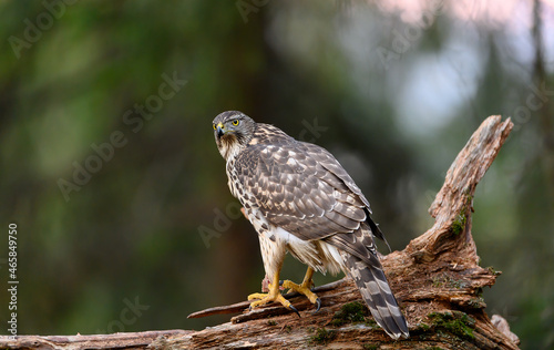 Northern goshawk (Accipiter gentilis) in forest, autumn light, green background