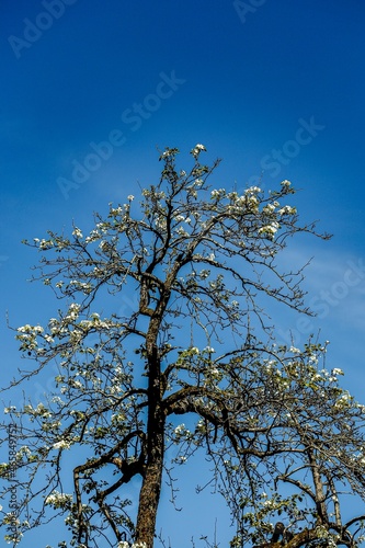 tree and sky (ID: 465849752)