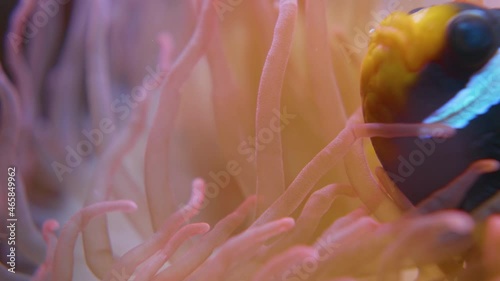 Anemonefish. Clownfish hides inside Corkscrew tentacle sea anemone or Macrodactyla doreensis. photo