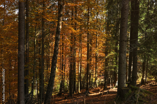 Fototapeta Naklejka Na Ścianę i Meble -  Beautiful trees with colorful leaves in autumn forest