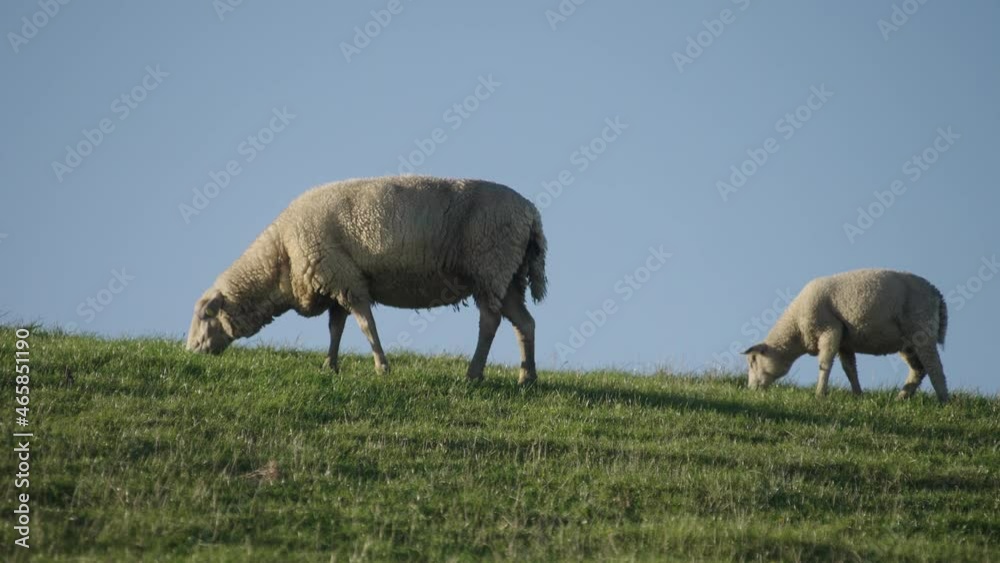 Mutter und Kind, Schafe beim weiden auf dem Deich Mutter und Kind, Schafe beim weiden auf dem Deich