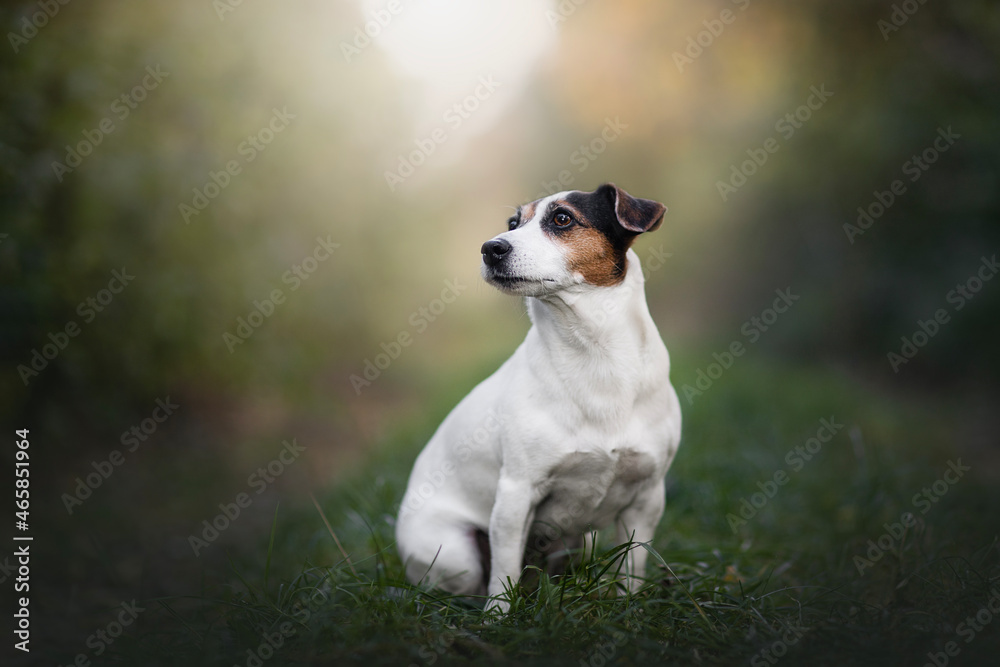 jack Russell terrier - portrait of dog jack Russell terrier - portrait of dog