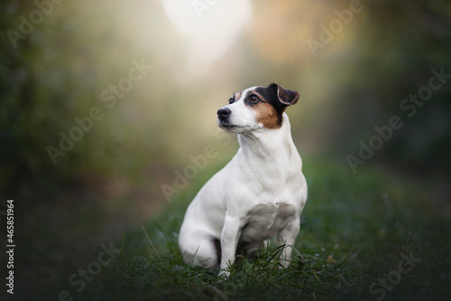 jack Russell terrier - portrait of dog