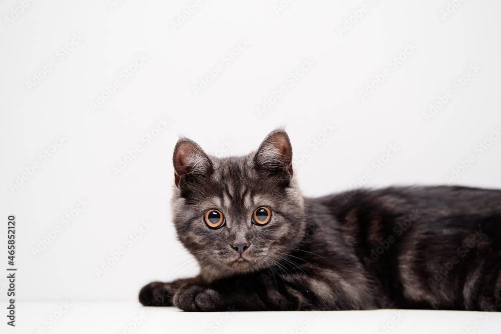 Adorable scottish black tabby kitten on white background.