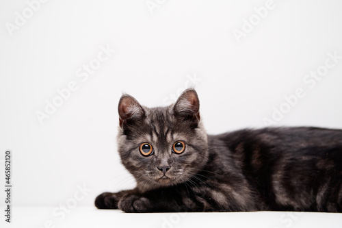 Adorable scottish black tabby kitten on white background.