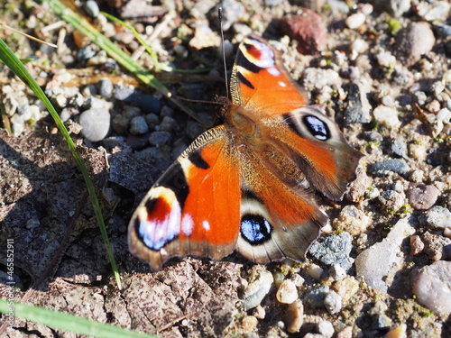 Tagpfauenauge photo