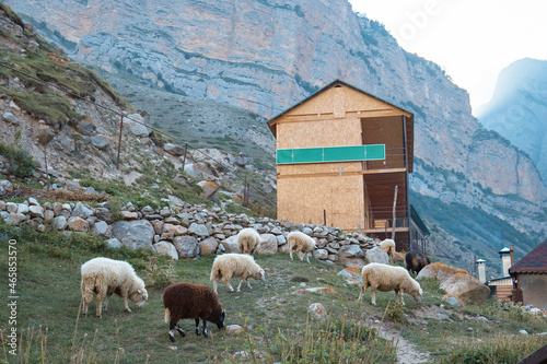a herd of animals in the mountains on a pasture, a cattle pen, a mountain landscape, a building in the mountains, sheep