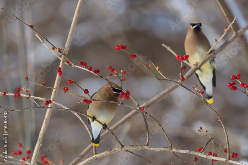 Two Cedar waxwings sitting in a honeysuckle bush eating the ripe red fruit. 