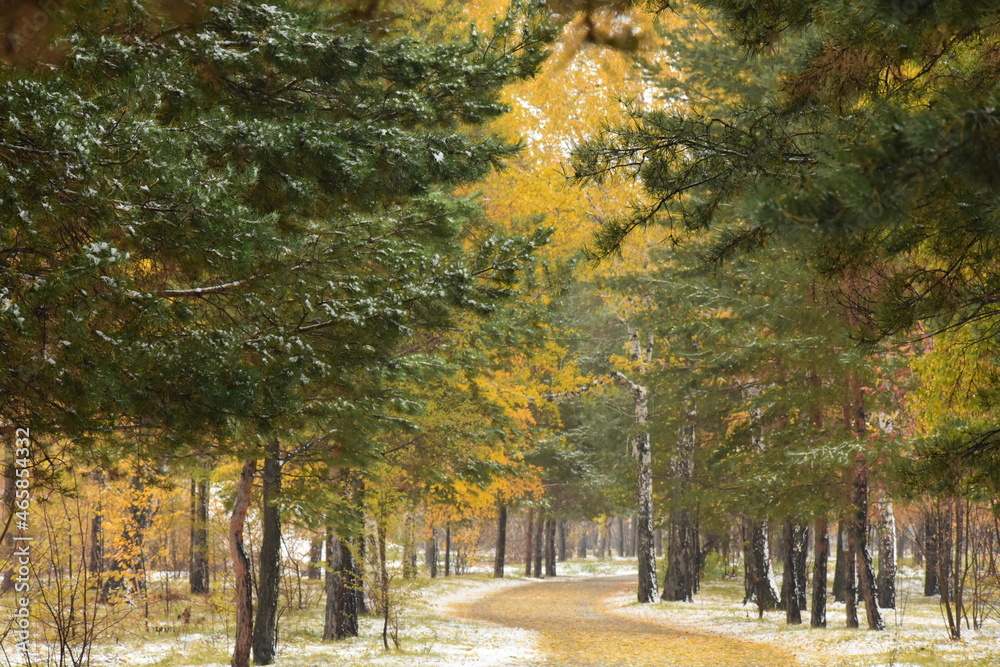 Naklejka premium path in park