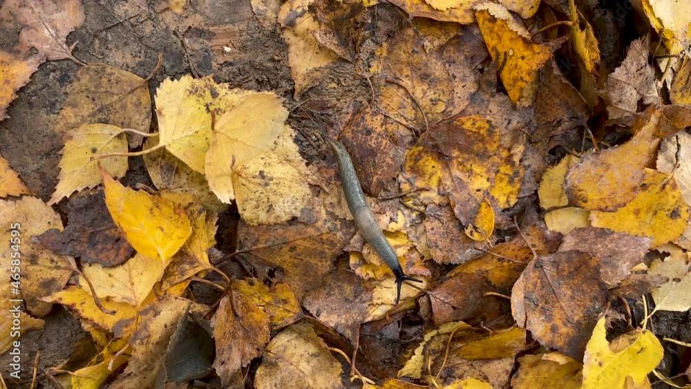 slippery gray snail without shell crawling on wet ground with yellow muddy leaves in autumn forest slippery gray snail without shell crawling on wet ground with yellow muddy leaves in autumn forest