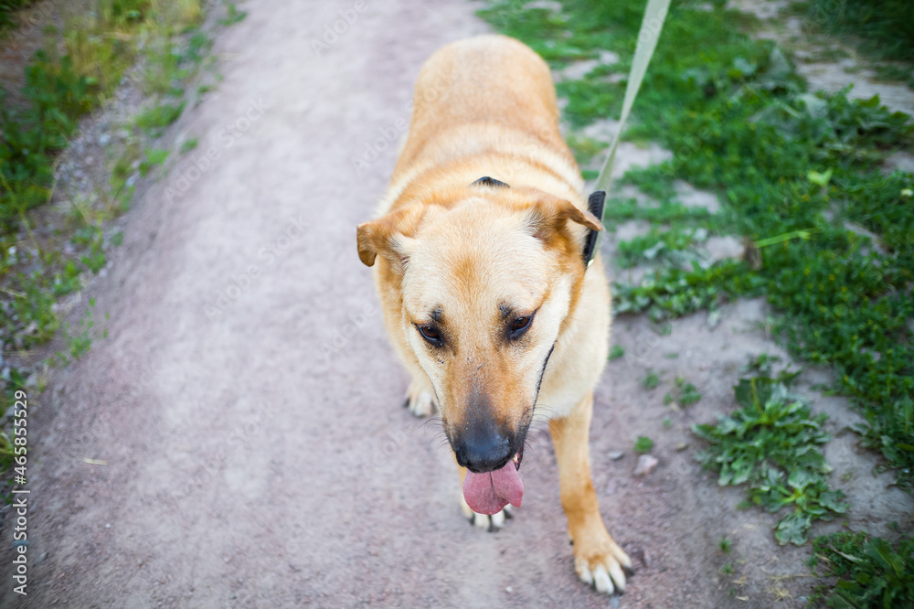 Ginger dog with tongue out walking on leash on path among green grass Ginger dog with tongue out walking on leash on path among green grass