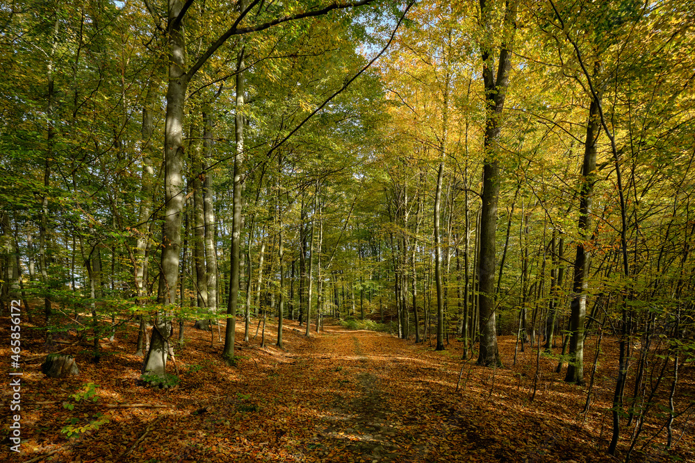 Obraz premium Wanderweg durch den herbstlichen