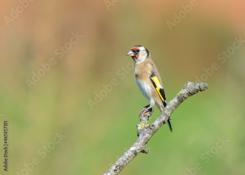 Konstfotografi European goldfinch Carduelis carduelis perched on branch isolated on orange and
