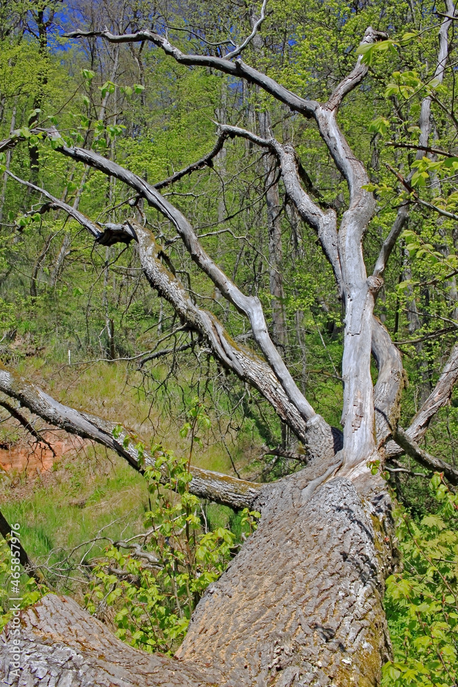 Spring landscape Spring landscape