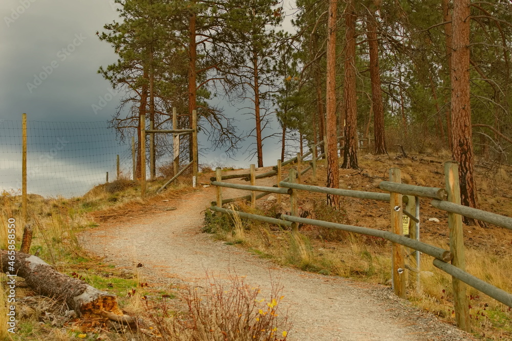 Fototapeta premium An autumn forest path leading uphill with an old fence made from wooden poles bordering the trail.