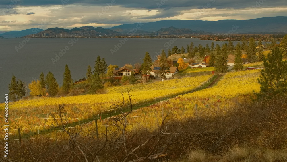 A vineyard changing color with autumn leaves, highlighted by the setting sun as storm clouds roll in overlooking a lake and mountains.