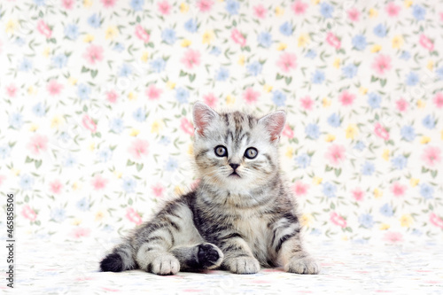 The kitten sits on its side and looks at the camera. The kitten is isolated on a background of drawn flowers. © OlgaBartashevich