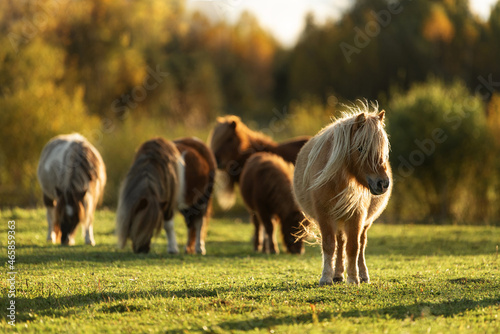 Herd of miniature shetland breed ponies in the field at sunset photo