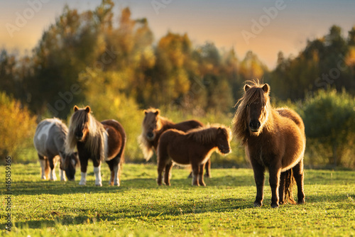 Fototapeta Naklejka Na Ścianę i Meble -  Herd of miniature shetland breed ponies in the field in autumn