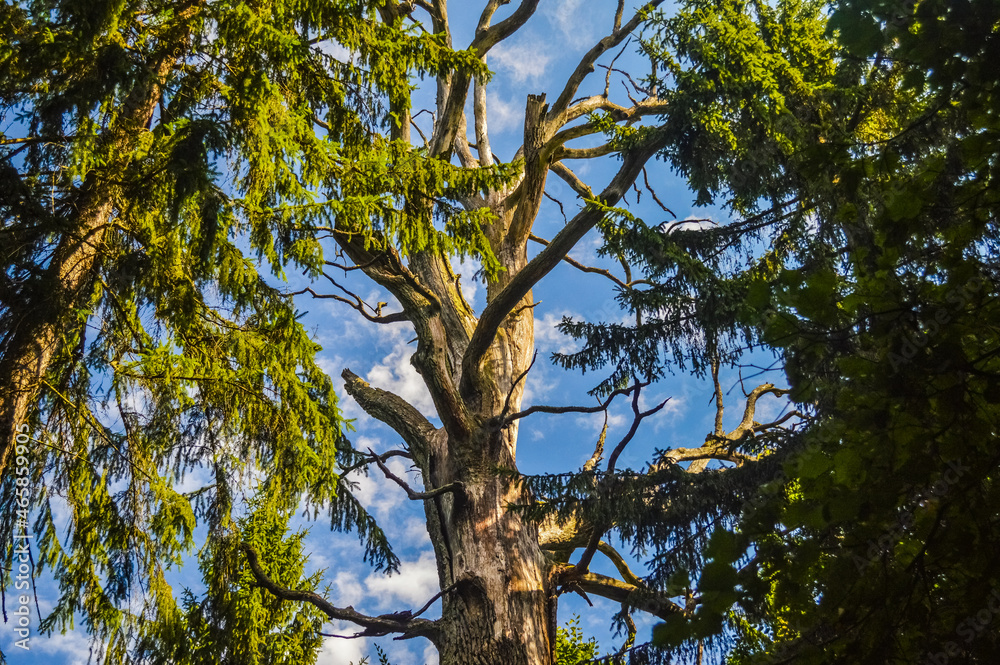 Fototapeta premium A tall tree in the Bialowieza Primeval Forest, Poland and Belarus