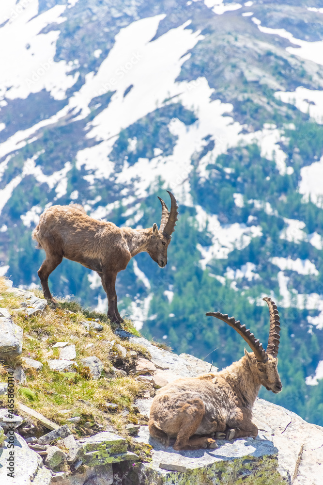 Beautiful Alpine ibex in the snowy mountains of Gran Paradiso National Park of Italy Beautiful Alpine ibex in the snowy mountains of Gran Paradiso National Park of Italy