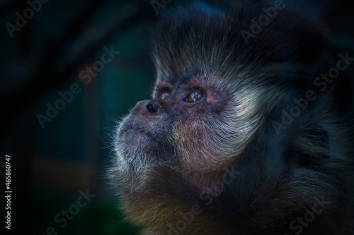 portrait of a macaque © Jegor