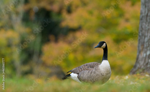 Canada goose posing in front of autumn colors