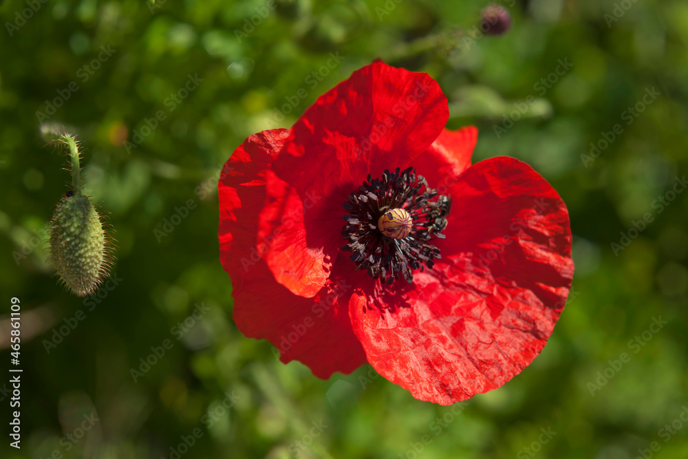 Red common poppy flowers in the cottage garden -  beautiful summer in the countryside.
