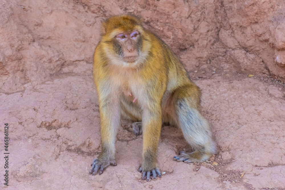 Wild barbary ape, Morocco