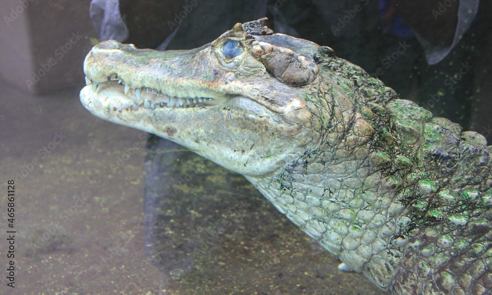 Obraz premium メガネカイマンの横顔